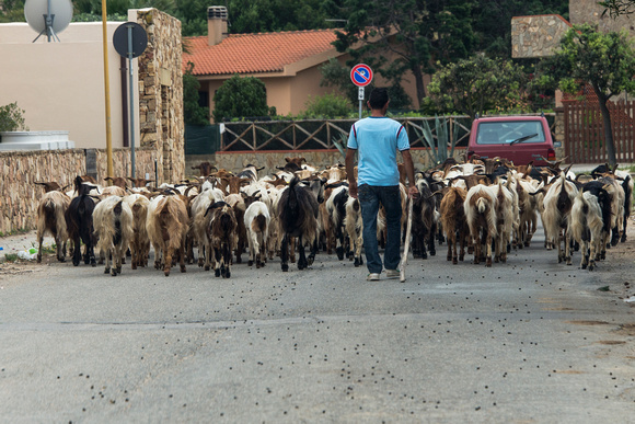 GoatsChia, Sardinia
