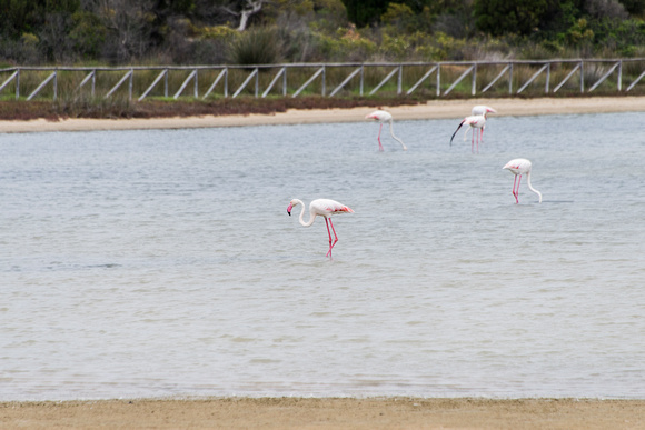 Flamingos Chia, Sardinia