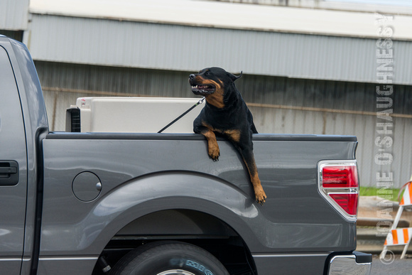 Dog riding in the truckbed on the highway.