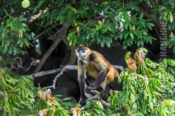 Spider Monkey - The Islands - Lake Nicaragua