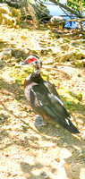 Duck at Cedar Creek