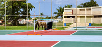 San Antonio courts with resident horse