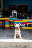 Dog at Scoops & Spokes